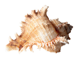 Sea shell isolated on a white background
