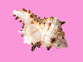 Sea shell isolated on a pink background