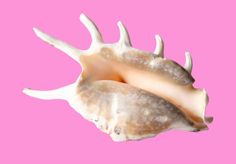 Sea shell isolated on a pink background