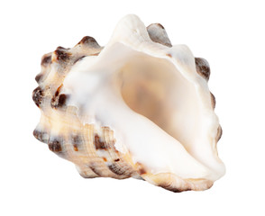 Sea shell isolated on a white background