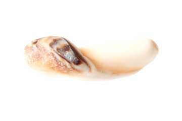 Sea stone from a shell