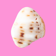 Sea stone from shell isolated on pink background