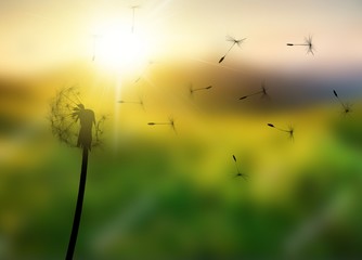 Close up of grown dandelion and dandelion seeds isolated on  background