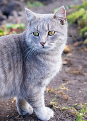 Obraz premium Portrait of a cat on the nature