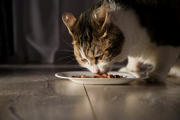 Cat eat food. The food is in a white plate.