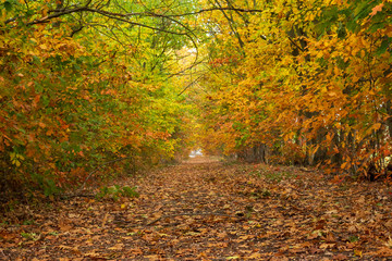 ein Weg mit bunten B&auml;umen und viel buntem Laub