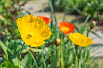 Obraz premium 黄色いポピーの花