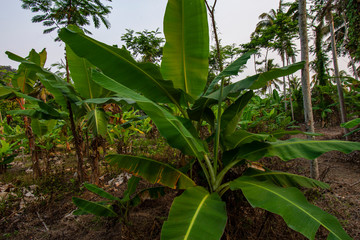 A beautiful green banana tree with its emerald green fronds waving in the wind. With bright sunlight shining through the fronds, and a large bunch of banana fruit growing on the tree. Taken at a sunny