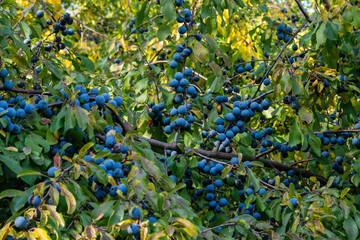 ein Schwarzdornstrauch mit Beeren