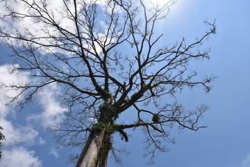 Dries tree on hill in summer with the blue sky