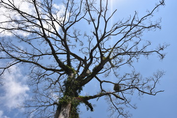 Dries tree on hill in summer with the blue sky