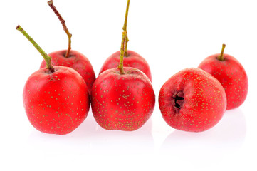 Hawthorn on a white background