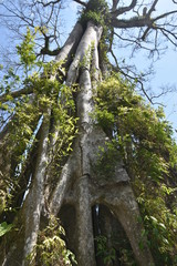 Fototapeta premium Dries tree on hill in summer with the blue sky