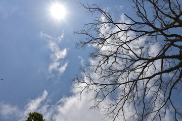 Dries tree on hill in summer with the blue sky