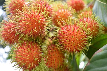 Rambutan ripe on the branches of rambutan trees