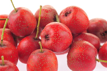 Hawthorn on a white background
