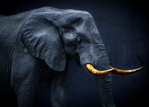 Ghostly fantasy image of an african elephant 