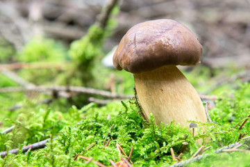 Maronenröhrling, Maronen-Röhrling, Braunkappe oder Marone (Boletus badius, Xerocomus badius), Erzgebirge, Sachsen, Deutschland, Europa
