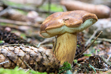 Maronenröhrling, Maronen-Röhrling, Braunkappe oder Marone (Boletus badius, Xerocomus badius), Erzgebirge, Sachsen, Deutschland, Europa
