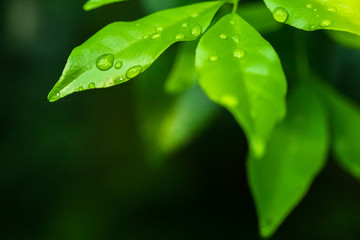 Close-up of water drop on green nature leaf landscape with copy spaces using as background and wallpapers, Nature green view of a leaf on greenery background in the garden