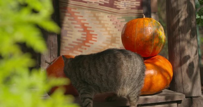 Pumpkins in the yard. Halloween preparation. Fall decoration of the yard.