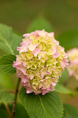 delicate pink flowers on a branch