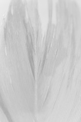 Macro swan feather detail on white background. Concept of tenderness and softness, macro. Beauty vertical wallpaper or backdrop