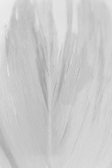 Obraz premium Macro swan feather detail on white background. Concept of tenderness and softness, macro. Beauty vertical wallpaper or backdrop
