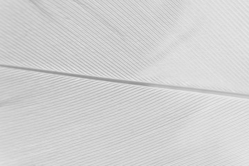 Fototapeta na wymiar Macro swan feather detail on white background. Concept of tenderness and softness, macro. Beauty striped horizontal wallpaper or backdrop