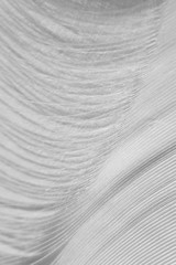 Macro white fluffy swan feather detail. Concept of tenderness and softness, macro. Beauty vertical wallpaper or backdrop