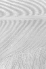 Obraz premium Concept of tenderness and softness, close-up. Beauty vertical wallpaper or backdrop. Macro white fluffy swan feather detail