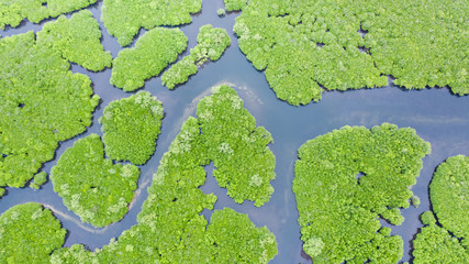 Mangrove forests and rivers, top view. Tropical background of mangrove trees. Philippine nature.