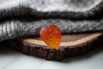 red leaf in the shape of a heart. Valentine's day concept