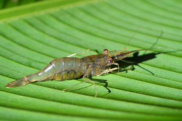 Fresh shrimp on banana leaf, freshwater shrimp