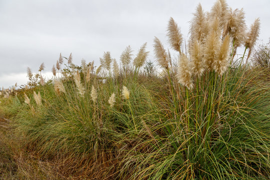 Cortaderia selloana. Carrizos, Hierbas de la Pampa.