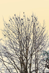Flock of birds on tree branches, silhouette. Monochrome vertical photo on a beige background.