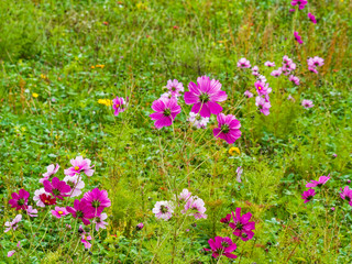Cosmos bipinnatus - Cosmic beauty and windflowers of garden cosmos or Mexican aster with pink blossom  
