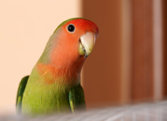 Close up of colorful love bird parrot, isolated.