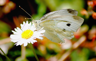 Cabbage Butterfly Moth