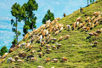 Sheep herding along Karakoram highway or new silk road, Pakistan.
