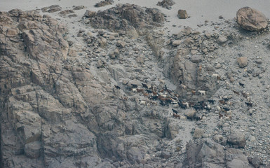 Sheep herding along Karakoram highway or new silk road, Pakistan.