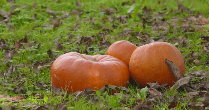 Pumpkin decoration. Fall season decor.