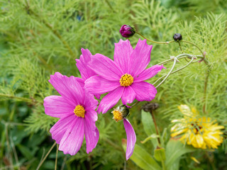 Fototapeta premium (Cosmos bipinnatus) Windflowers of garden cosmos or Mexican aster in shades of pink blossom