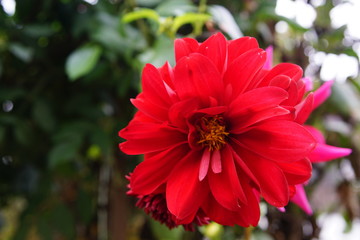 Sehr schöne Blüte in knalligen Farben