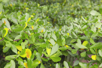 Fototapeta na wymiar Green leaves pattern, autumn plant leaf background