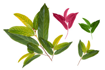 Green and yellow leaves pattern, autumn plant leaf isolated on white background