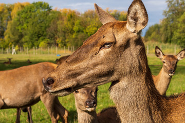 Portrait einer Hirschkuh