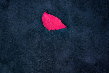 A red autumn leaf on a dark background, an abstract autumnal design template with copy space