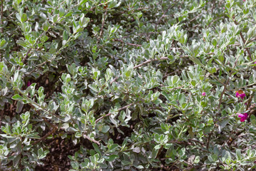 Green leaves pattern,autumn plant leaf background,Leucopyllum frutescens