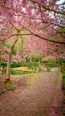 Fototapeta na wymiar cherry blossom trees pink on a garden with bridge